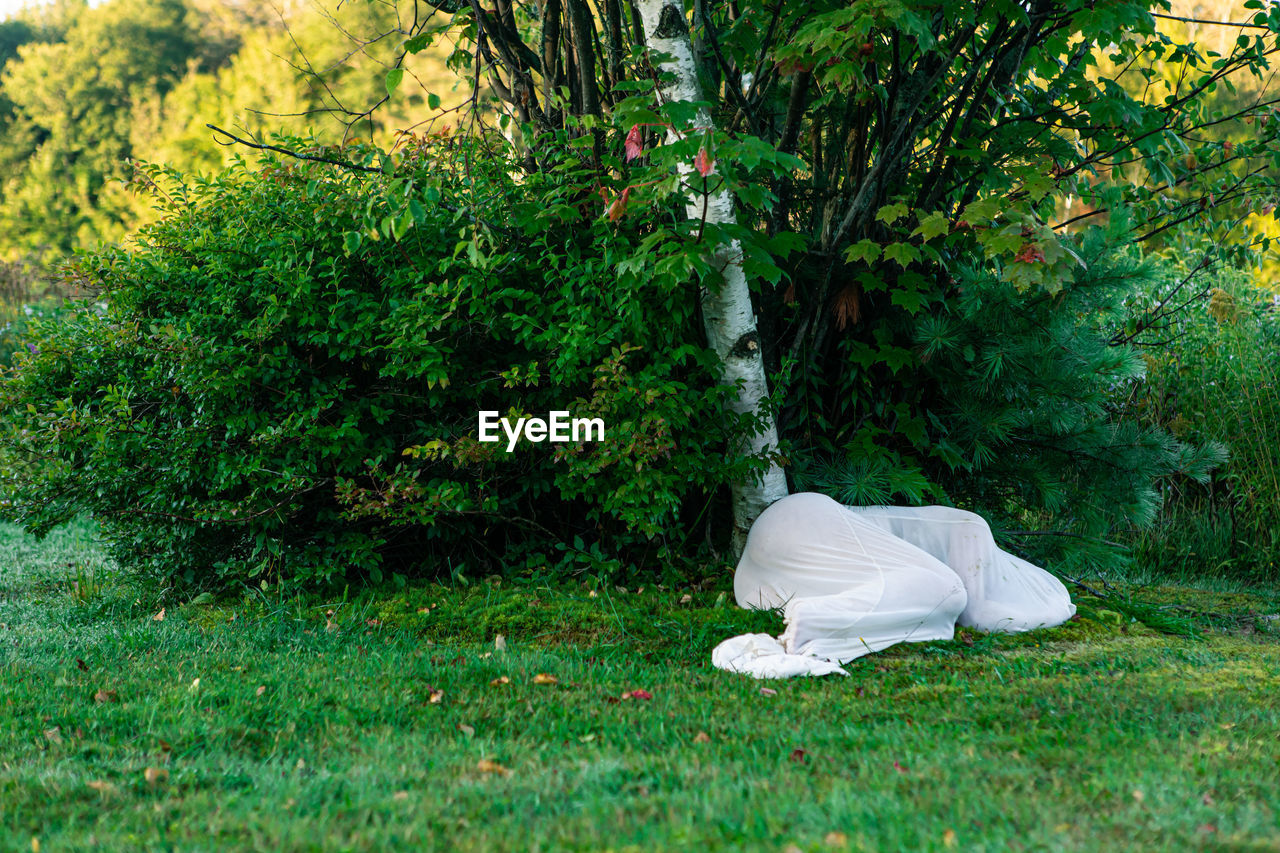 SIDE VIEW OF WHITE SLEEPING ON TREE