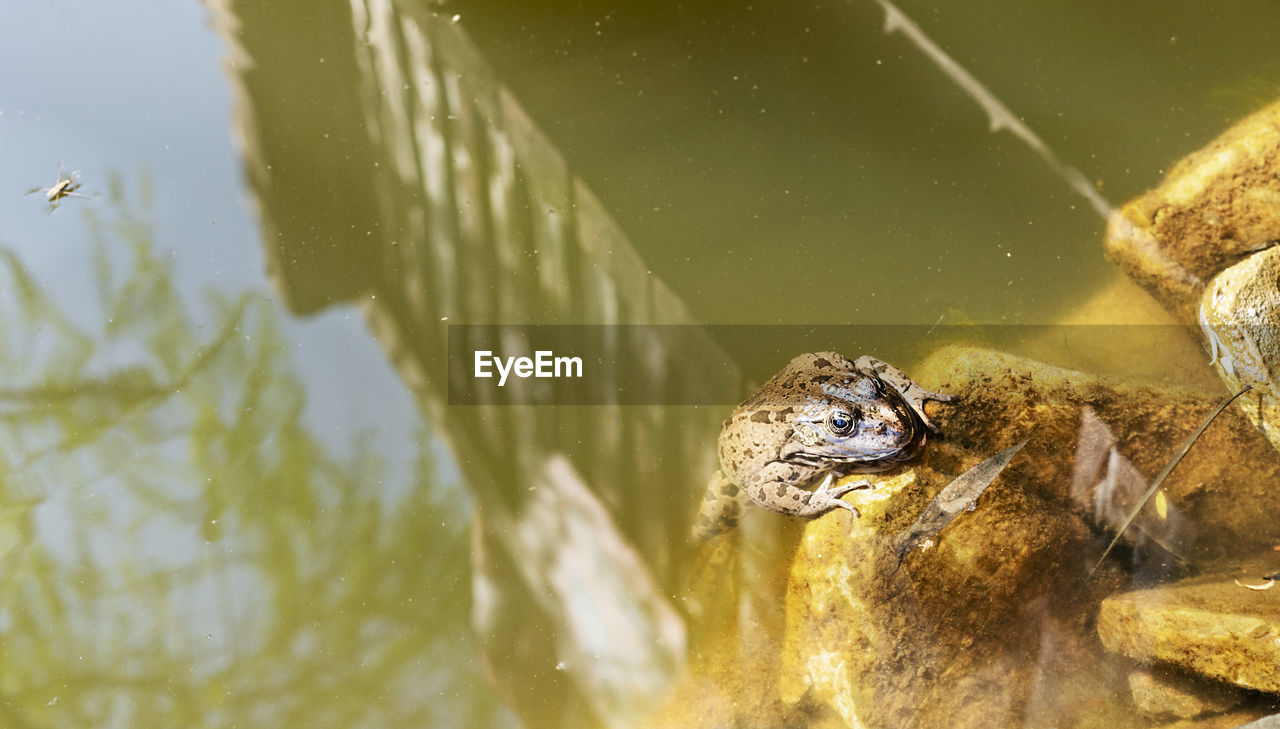 animal themes, animal, animal wildlife, water, nature, one animal, wildlife, reptile, macro photography, close-up, no people, lake, swimming, crocodile, outdoors, animal body part, underwater, yellow, turtle, day