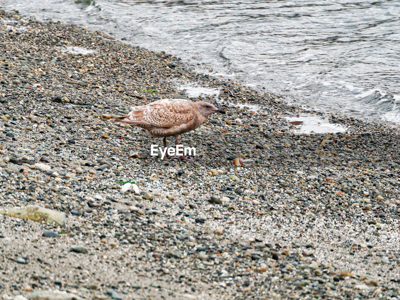 HIGH ANGLE VIEW OF BIRD ON SAND