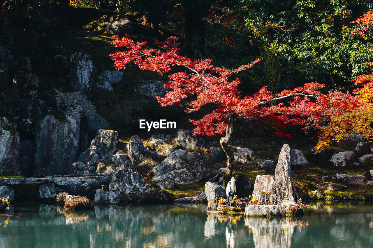 AUTUMN TREES BY ROCKS