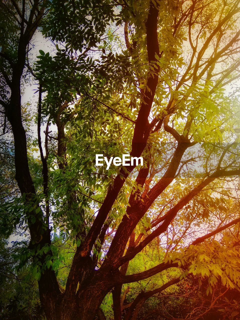 LOW ANGLE VIEW OF TREES IN FOREST AGAINST SKY