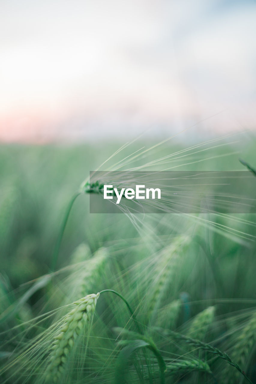 Close-up of wheat growing on field