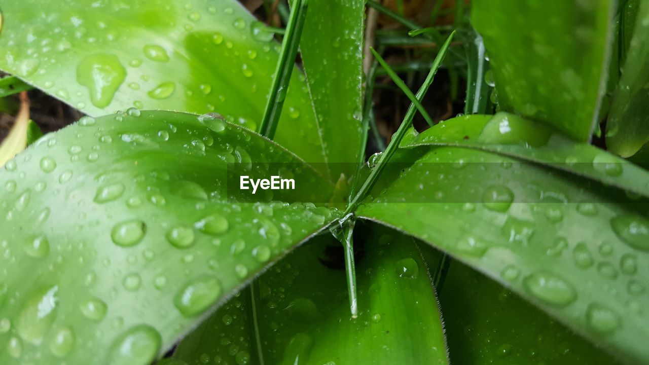 Close-up of wet leaves on rainy day