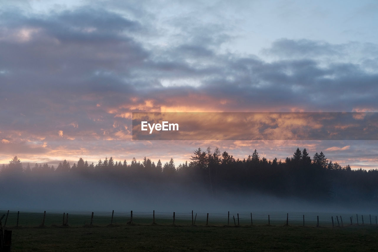 Trees on field against sky during sunset