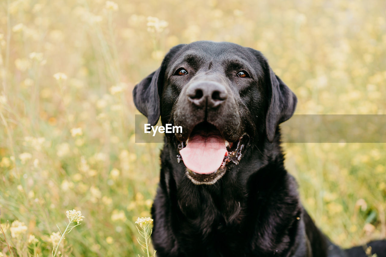 Happy black labrador dog outdoors in nature in yellow flowers meadow. sunny spring