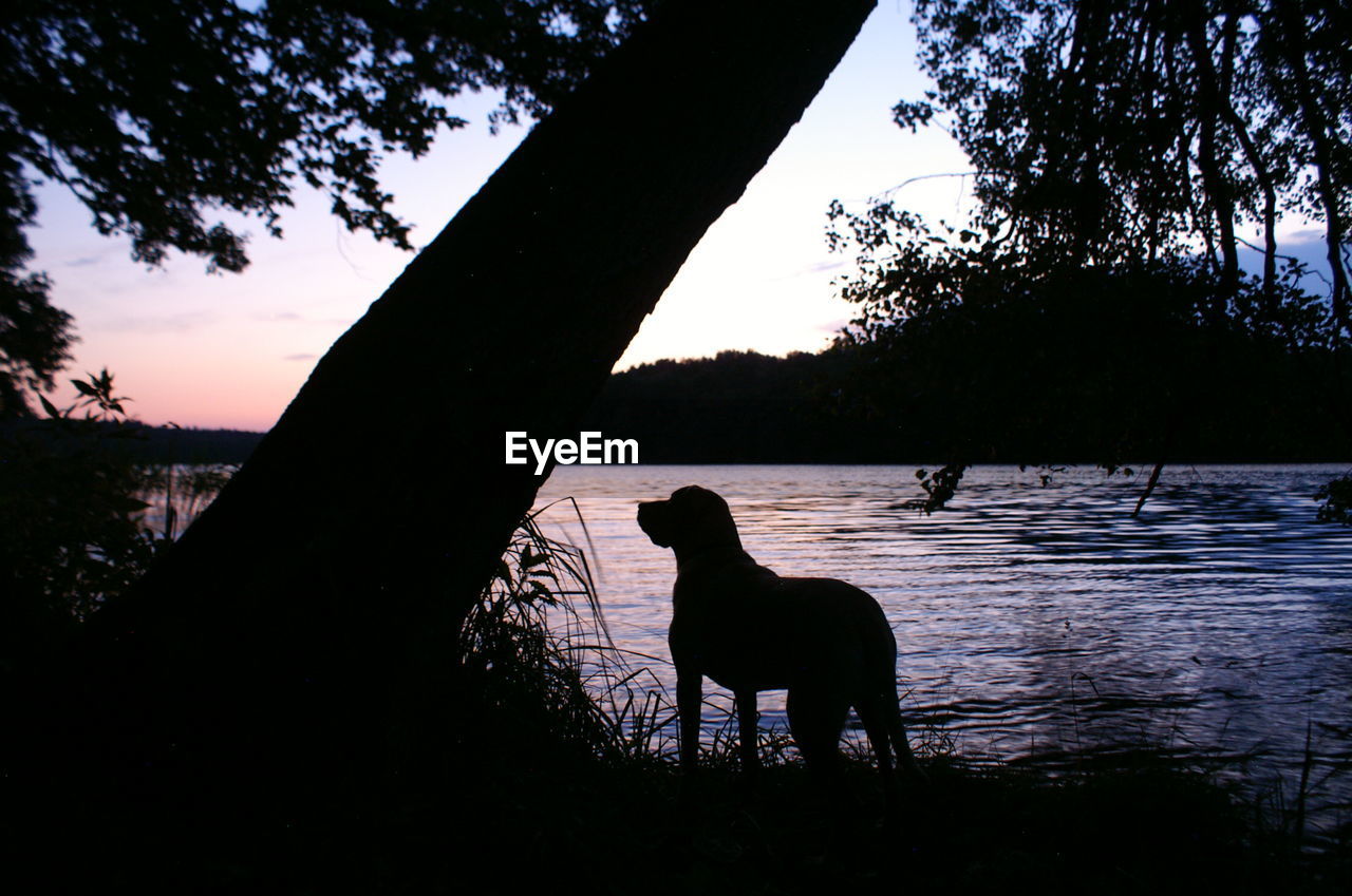 Silhouette dog by trees against sky during sunset