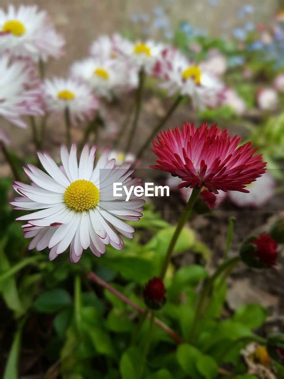 Close-up of flowers