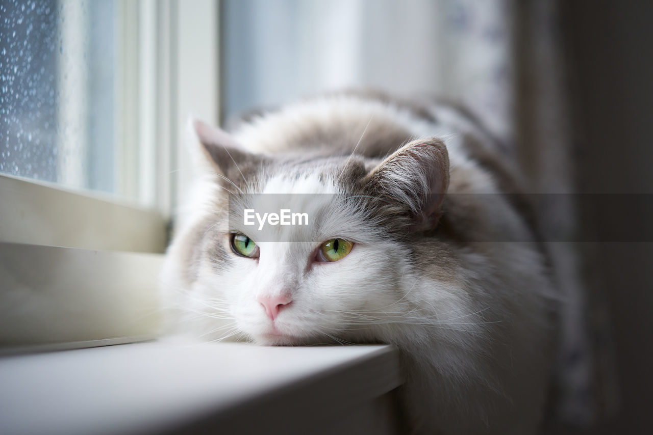 White cat lying down by window on rainy day