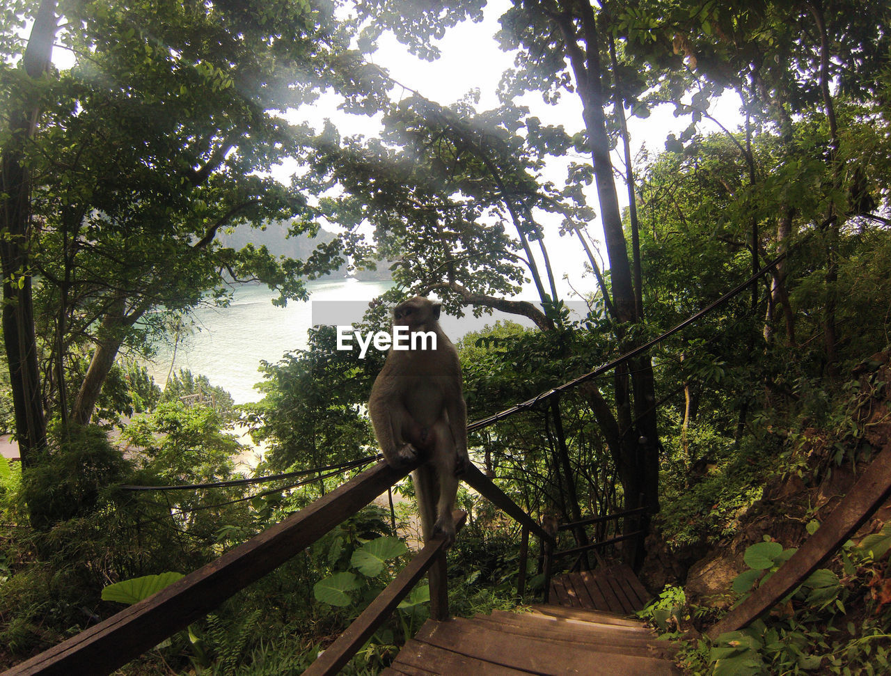 Monkey sitting on railing at forest