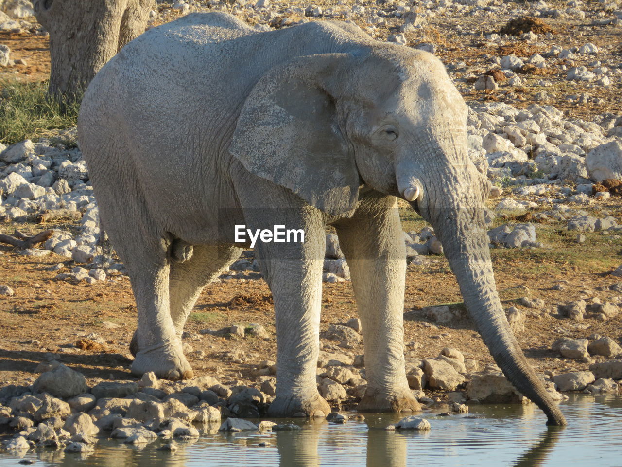 VIEW OF ELEPHANT IN THE WATER