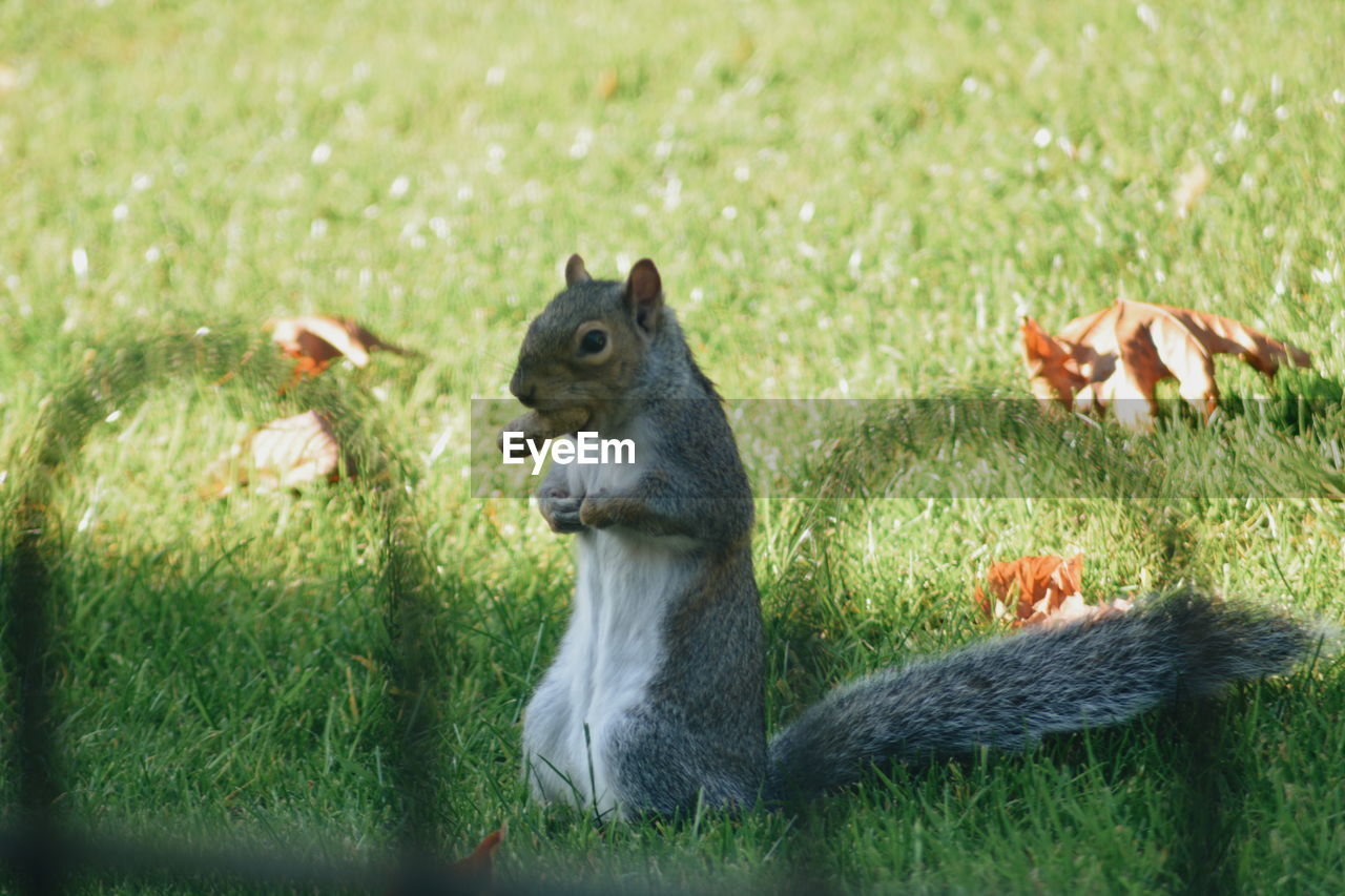 Close-up of squirrel on field