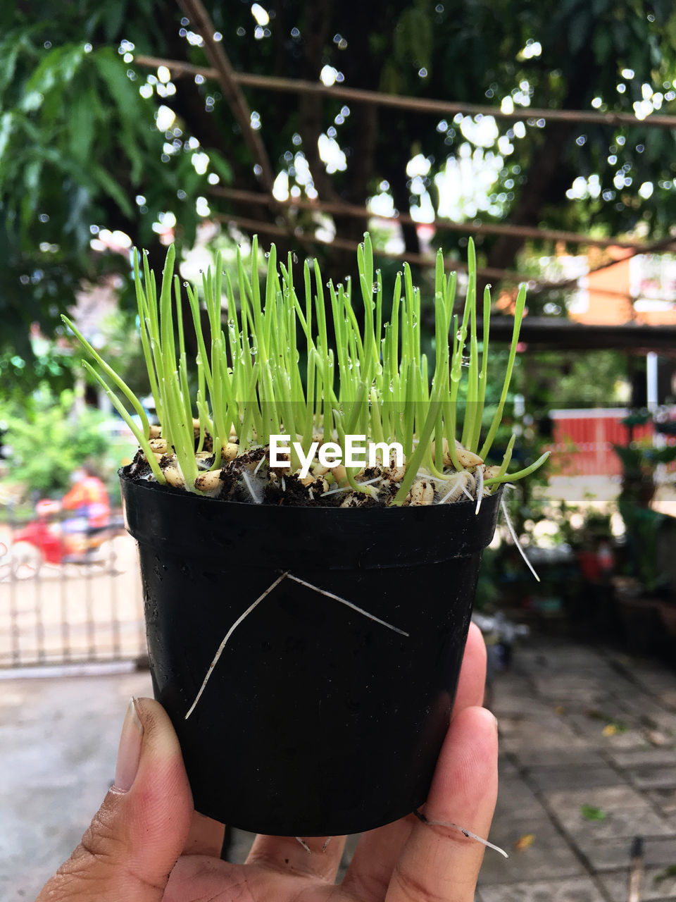 CROPPED HAND HOLDING POTTED PLANT