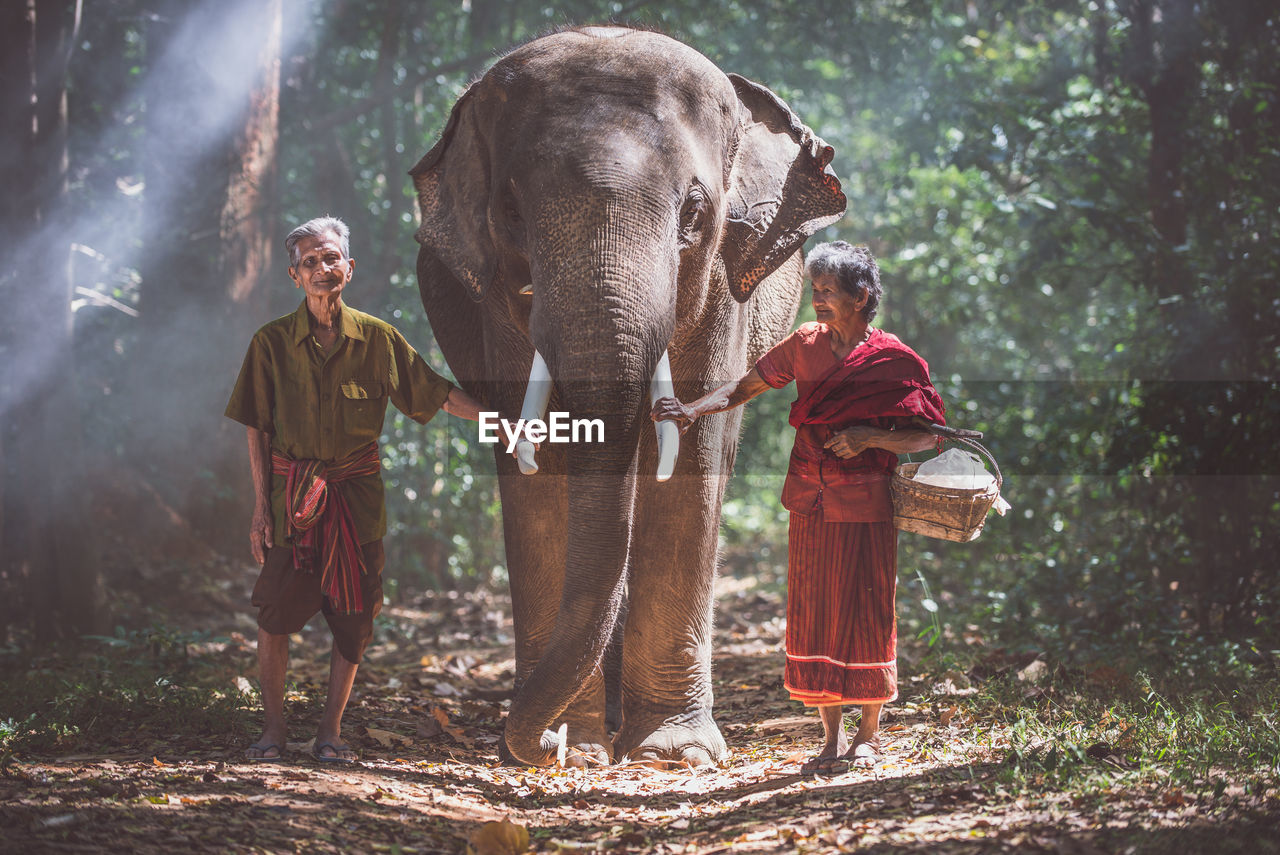 Senior couple touching elephant tusk in forest