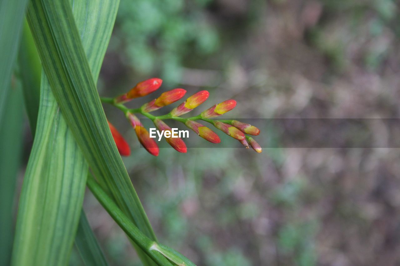 Close-up of red flowers