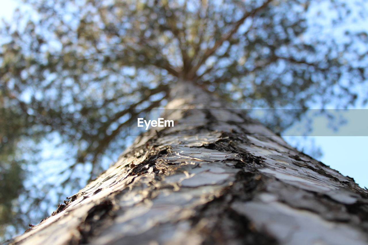 LOW ANGLE VIEW OF LICHEN ON TREE