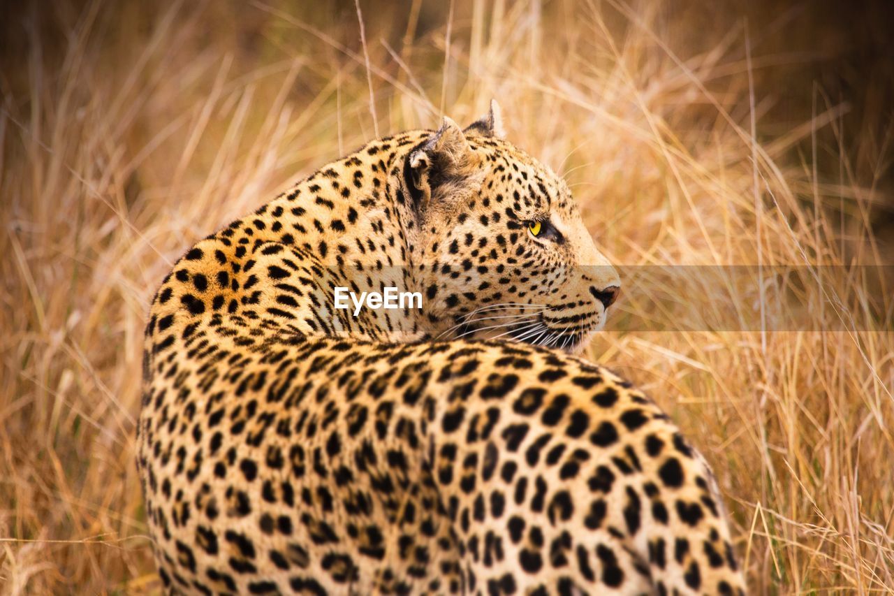 Leopard looking away by grass