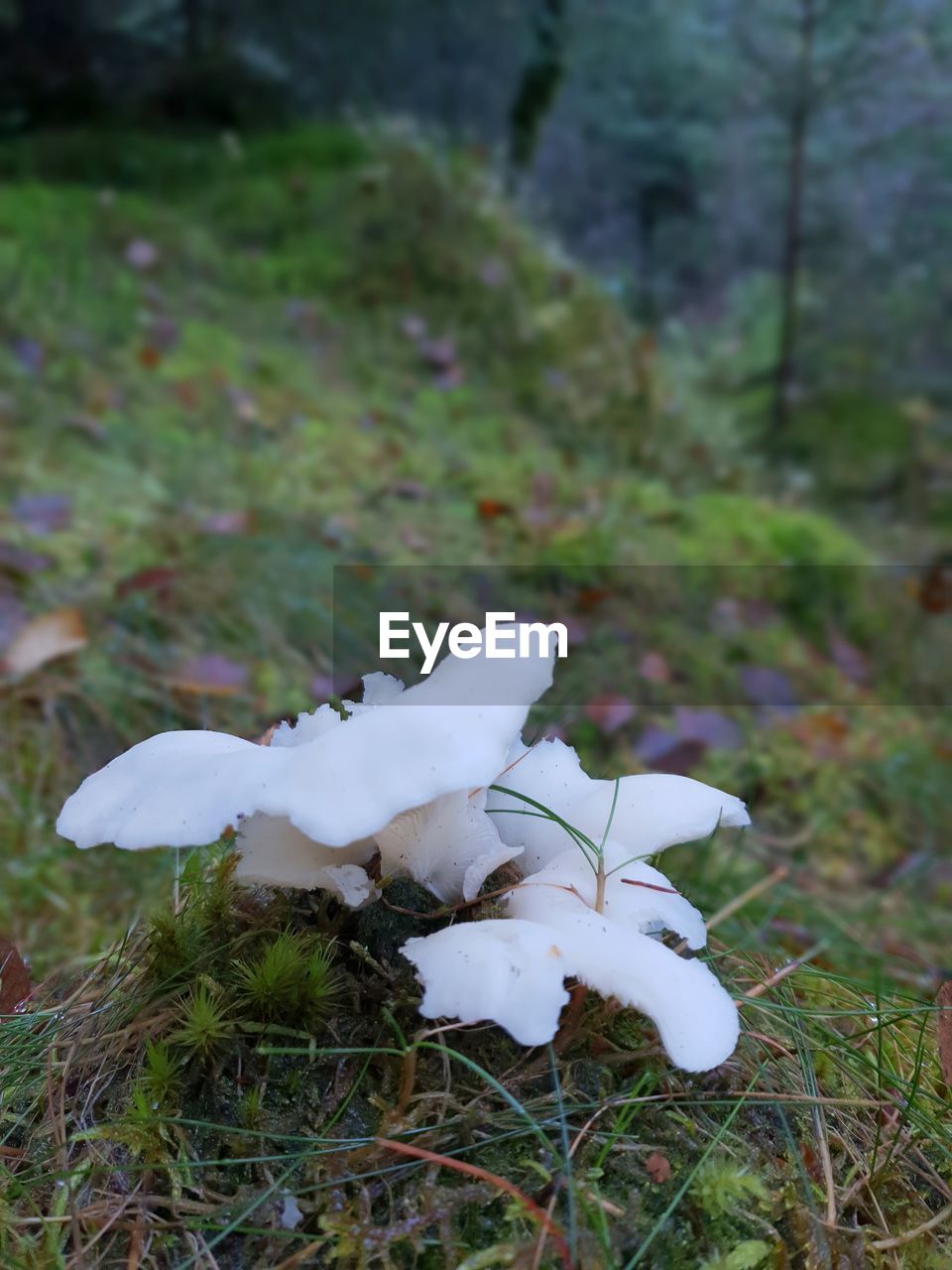 HIGH ANGLE VIEW OF WHITE MUSHROOMS ON FIELD