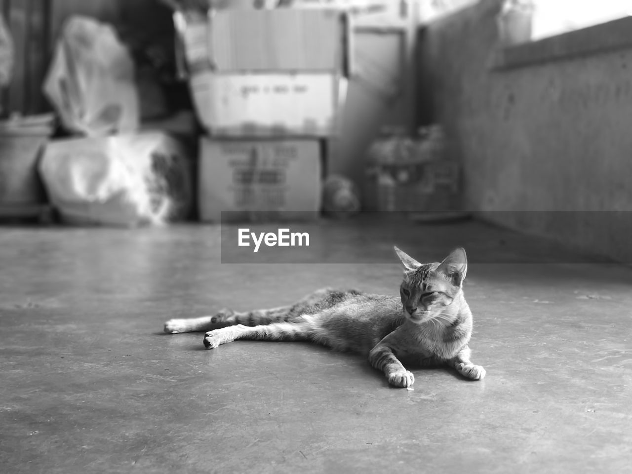 Portrait of cat lying on floor