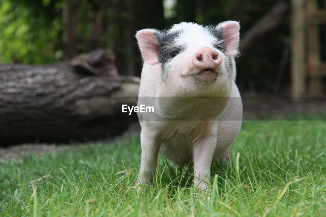 Close-up of pig on grassy field