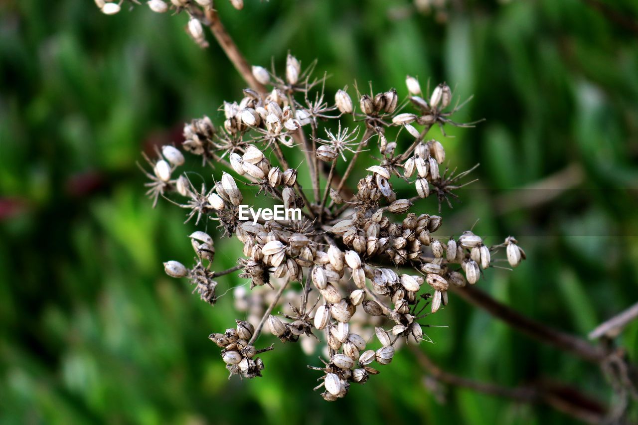 CLOSE-UP OF FLOWERING PLANTS