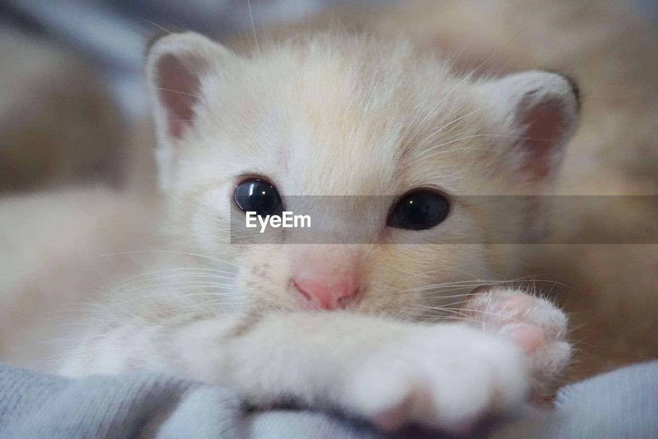 Close-up portrait of kitten