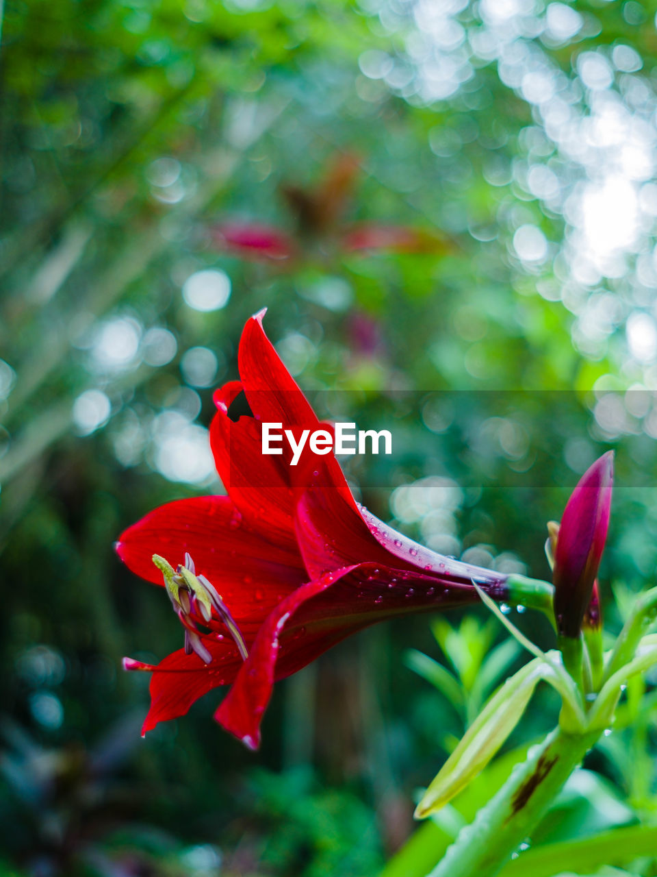 CLOSE-UP OF FRESH DAY LILY BLOOMING OUTDOORS