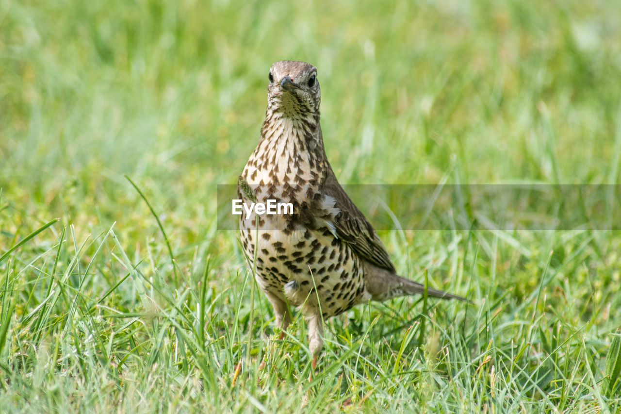 Bird perching on a grass