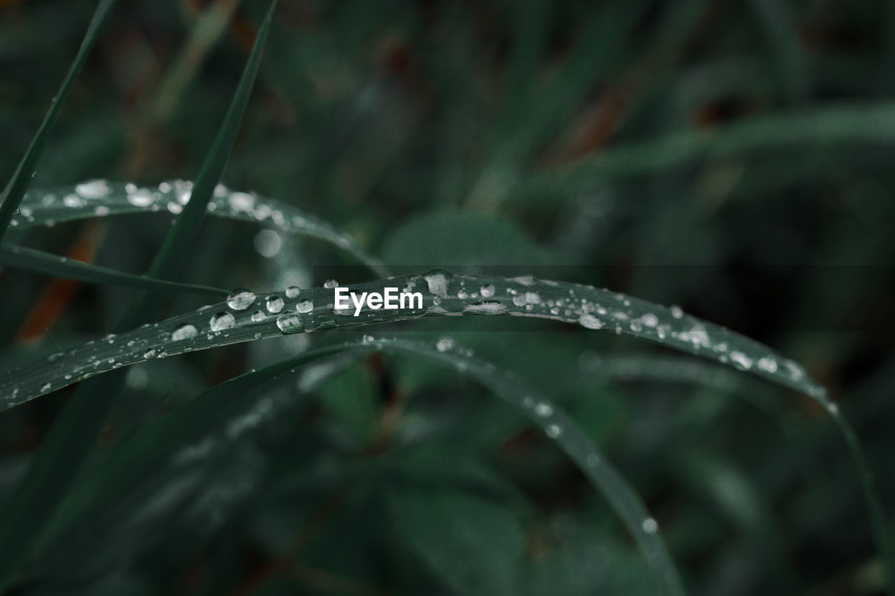 Close-up of wet plant during rainy season