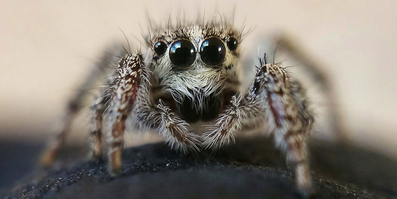 CLOSE-UP VIEW OF SPIDER