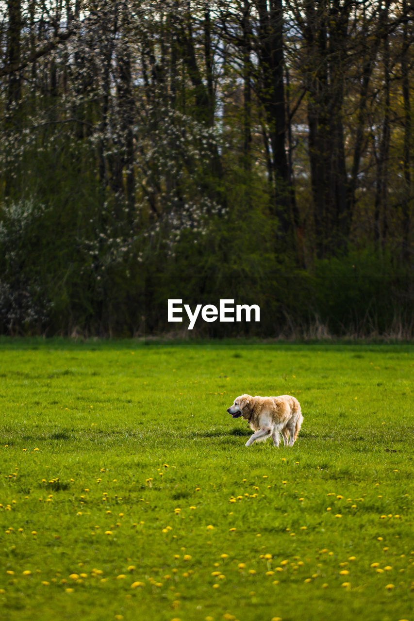 plant, animal, animal themes, grass, mammal, natural environment, meadow, tree, nature, one animal, pasture, domestic animals, wilderness, land, wildlife, pet, woodland, forest, no people, green, animal wildlife, field, grassland, rural area, grazing, leaf, dog, canine, sunlight, environment, landscape, prairie, day, outdoors, autumn, livestock, beauty in nature, lawn, morning, plain