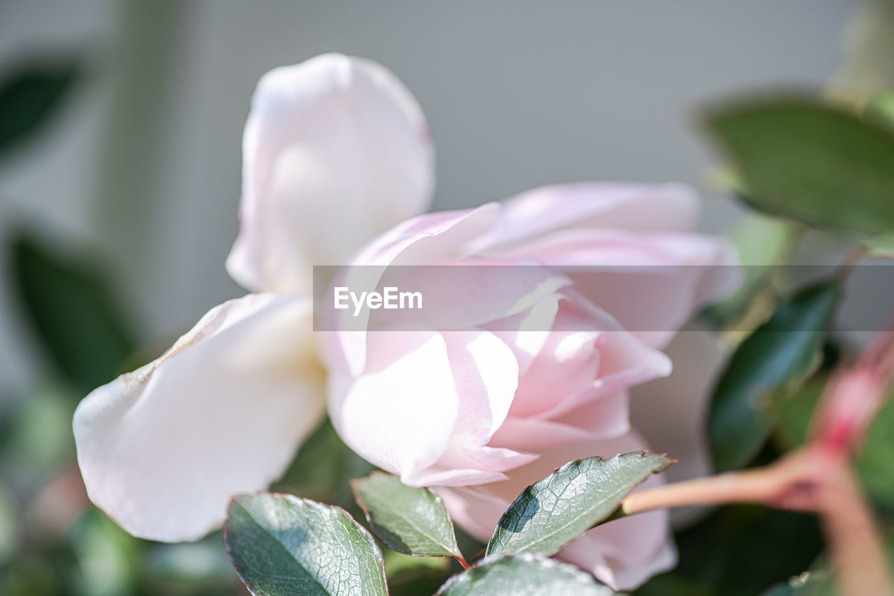 flower, plant, flowering plant, beauty in nature, freshness, close-up, leaf, nature, petal, plant part, pink, blossom, flower head, fragility, inflorescence, rose, growth, no people, macro photography, focus on foreground, outdoors, springtime, selective focus, white