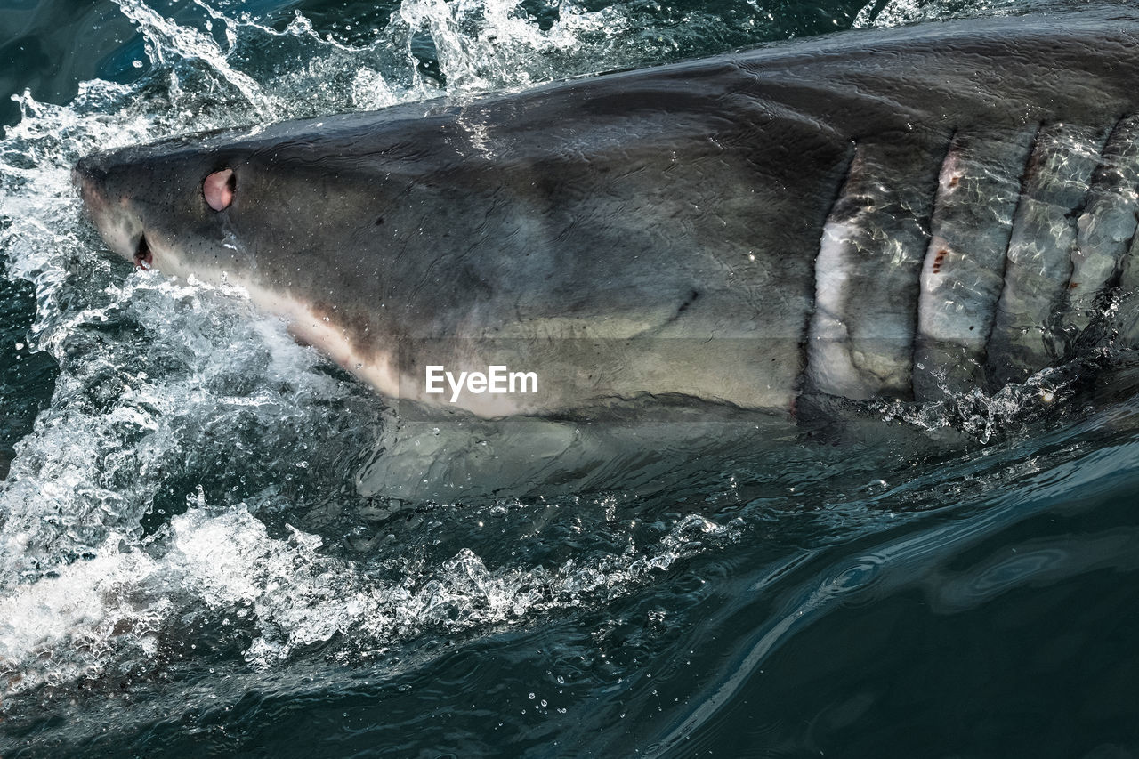 HIGH ANGLE VIEW OF AN ANIMAL IN SEA