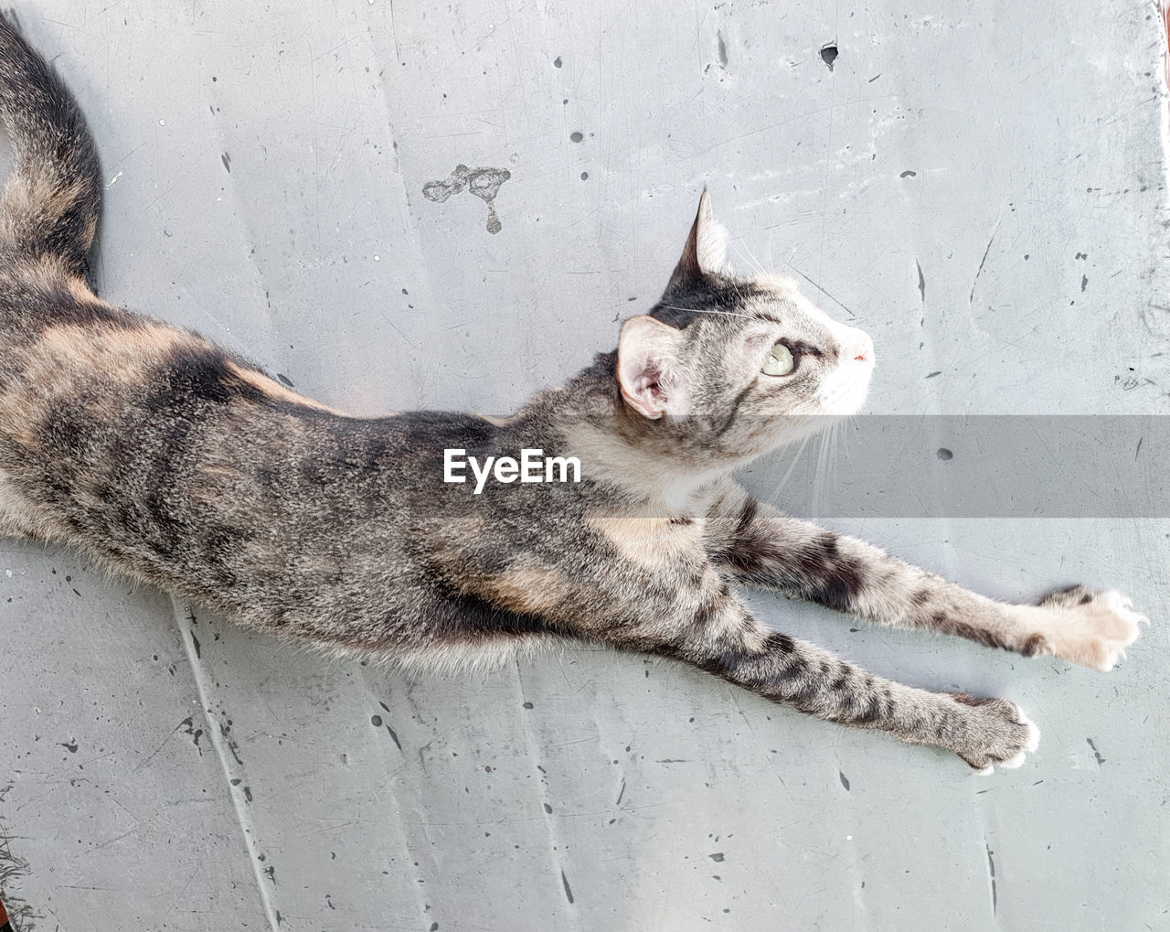 High angle view of cat lying on floor