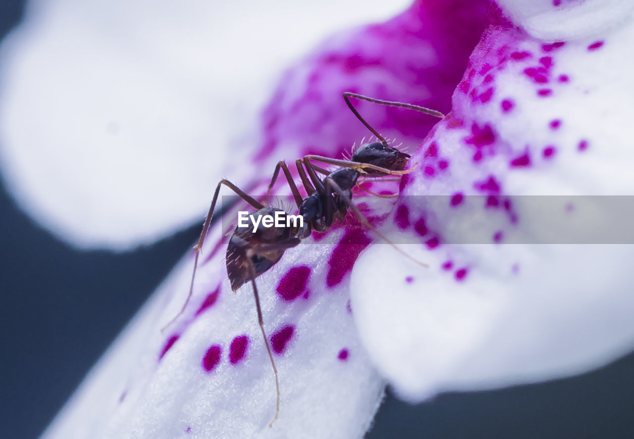 Close-up of ant on flower