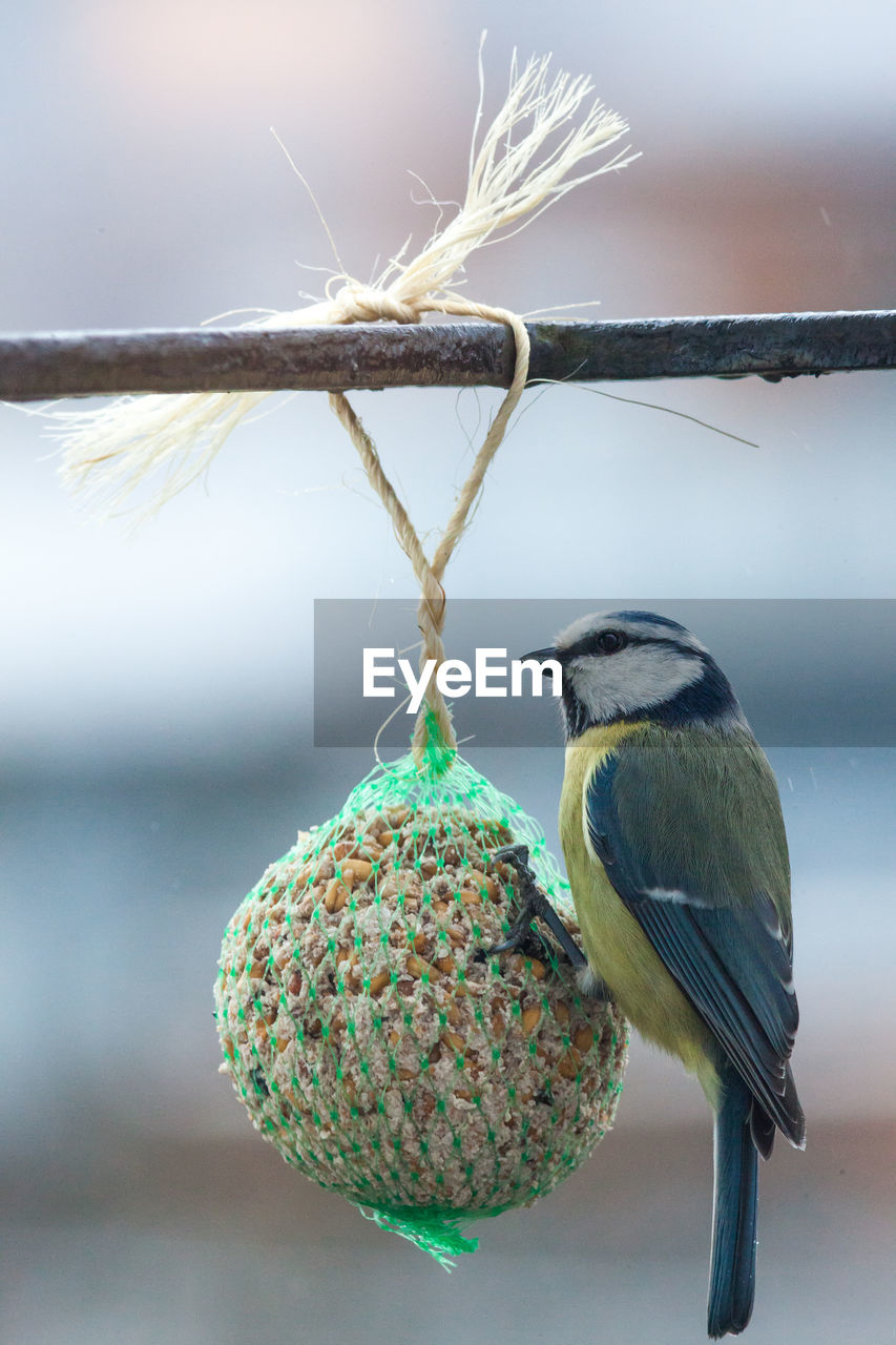 Close-up of bird perching on feeder by lake