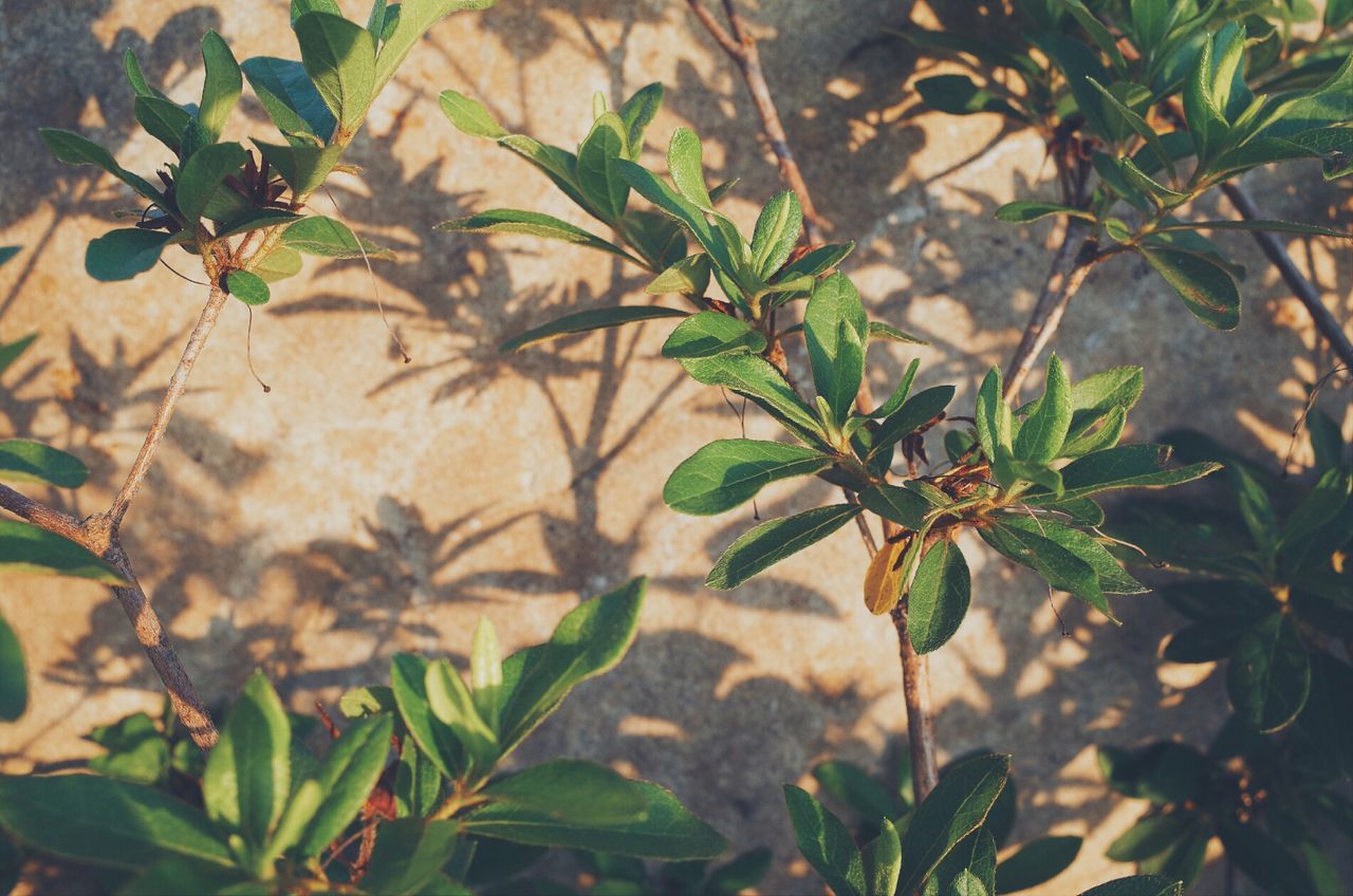 Close-up of plants against the wall