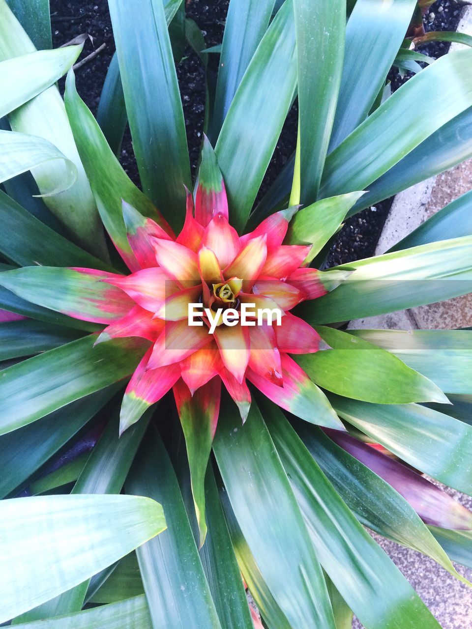 CLOSE-UP OF PINK FLOWER OUTDOORS