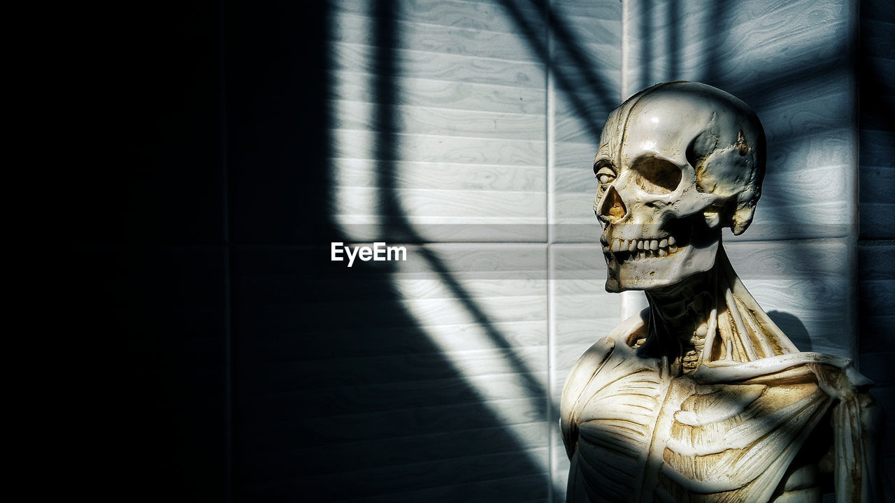 Close-up of human skeleton in dark room 