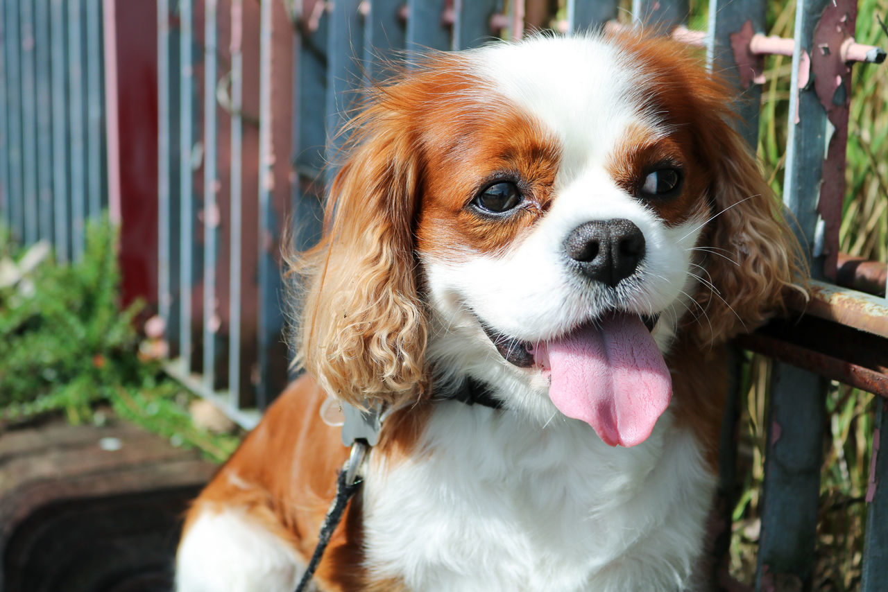 Close-up portrait of cavalier king charles spaniel