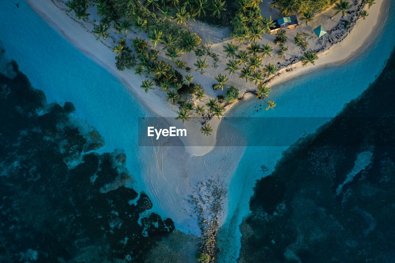 High angle view of coral in sea