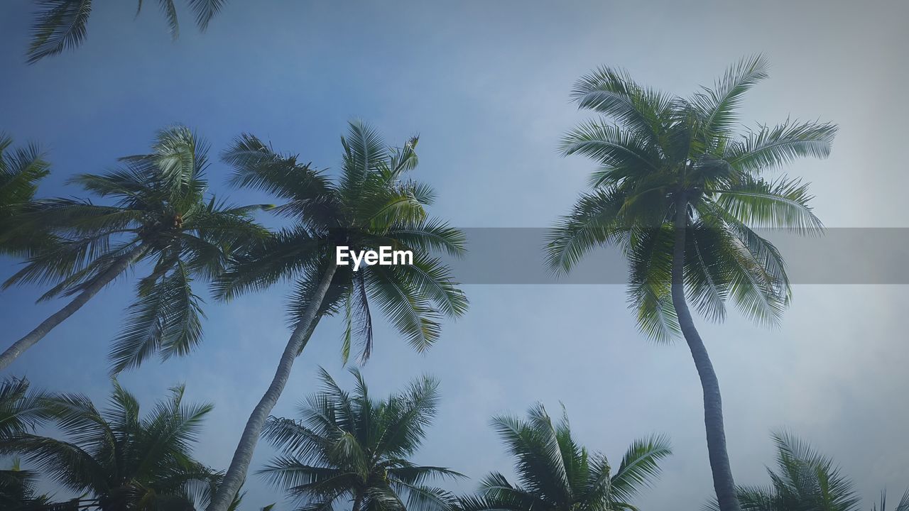 LOW ANGLE VIEW OF PALM TREES AGAINST SKY