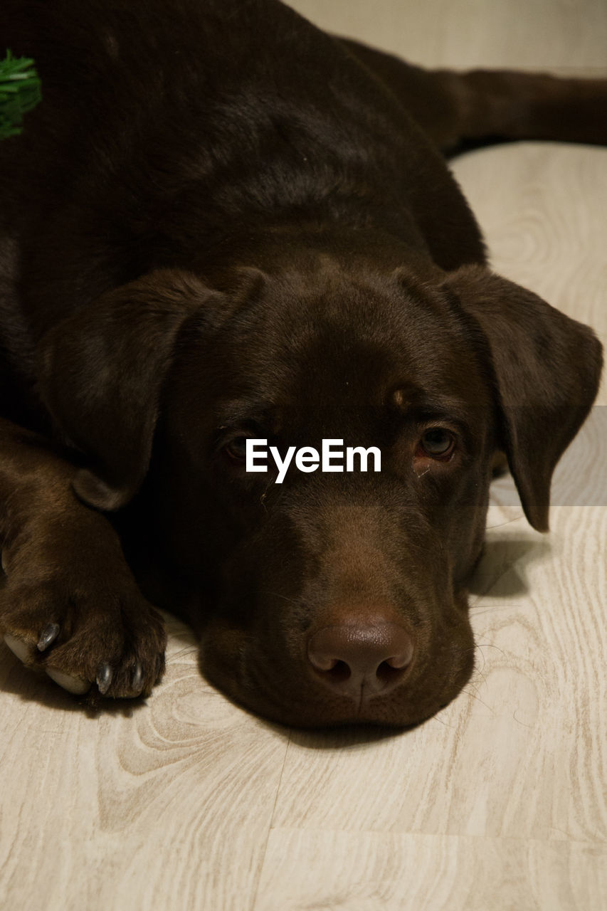 PORTRAIT OF DOG LYING ON BED