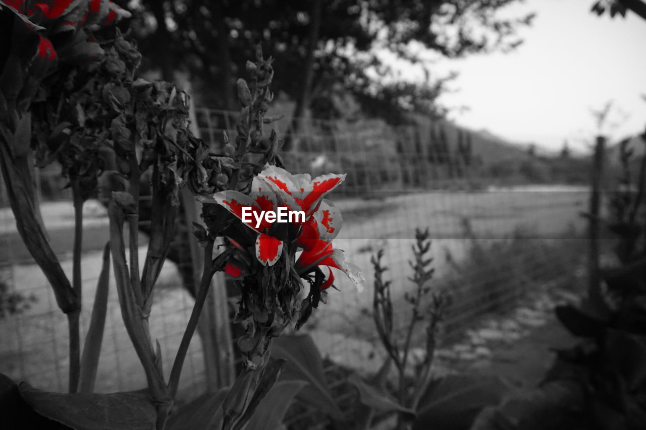 CLOSE-UP OF RED FLOWERS BLOOMING OUTDOORS