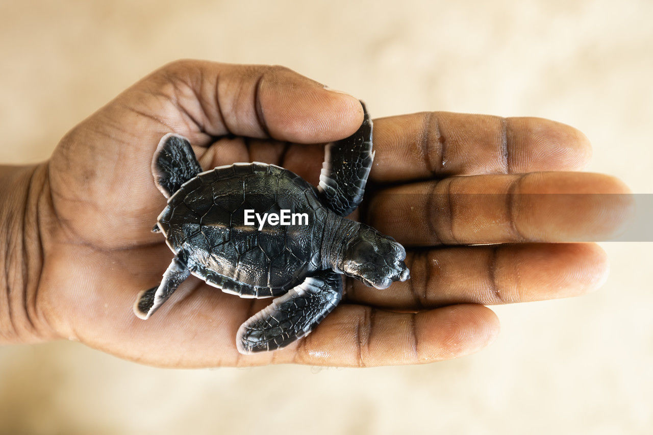 turtle, hand, animal themes, animal, reptile, close-up, one person, sea turtle, one animal, animal wildlife, tortoise, holding, shell, wildlife, focus on foreground, animal shell, men, adult, finger, nature, pet, young animal, palm