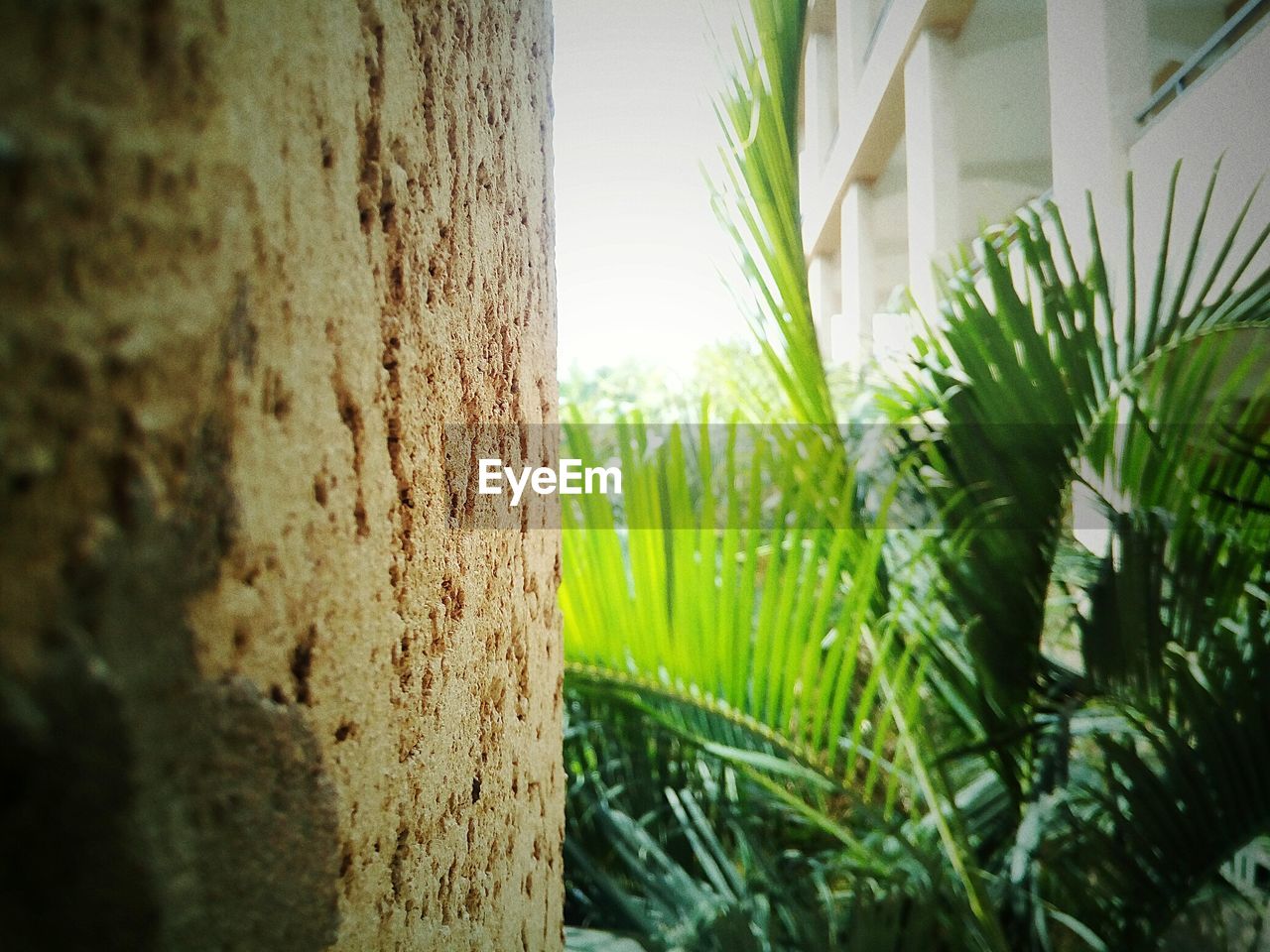 CLOSE-UP OF TREE TRUNK