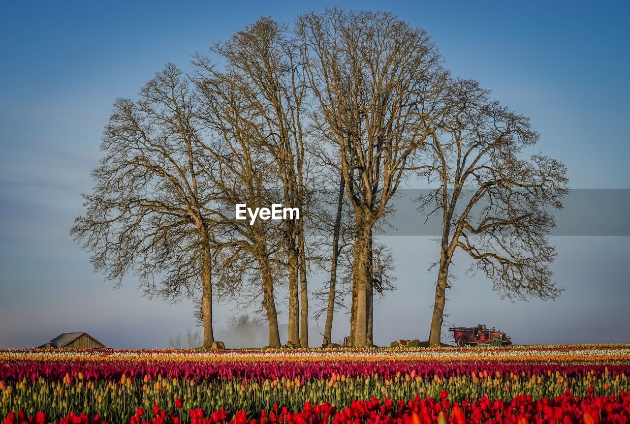 Low angle view of sunflowers against clear sky