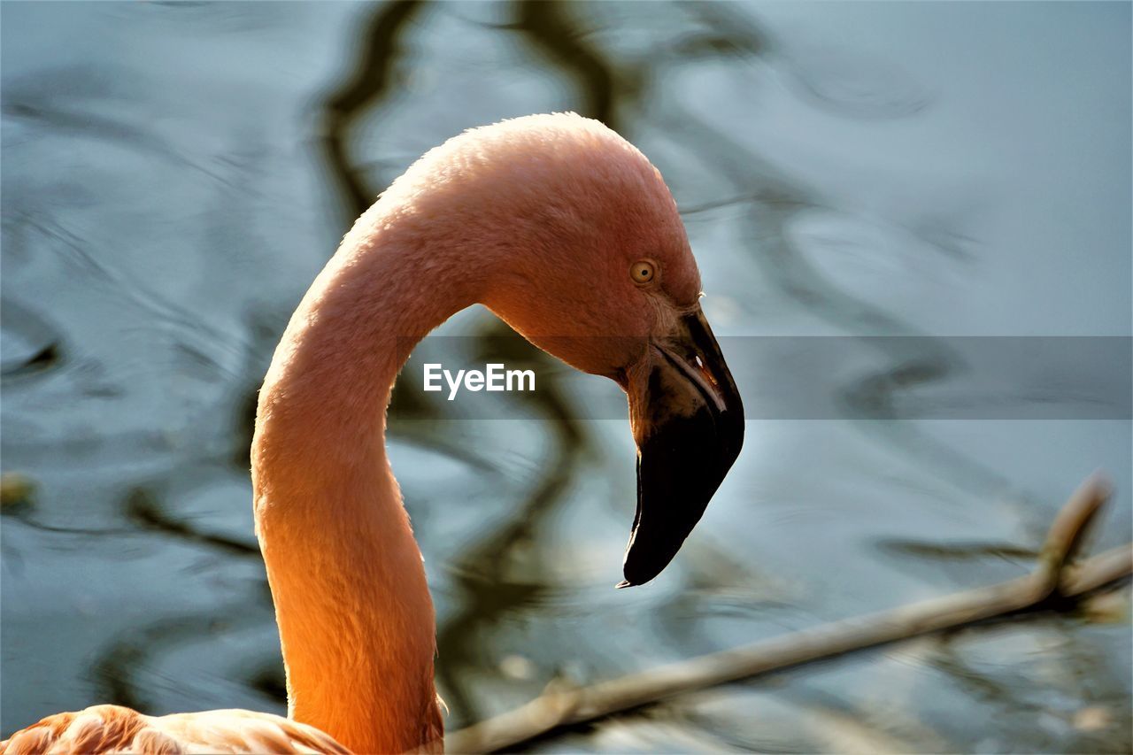 CLOSE-UP OF A DUCK IN LAKE