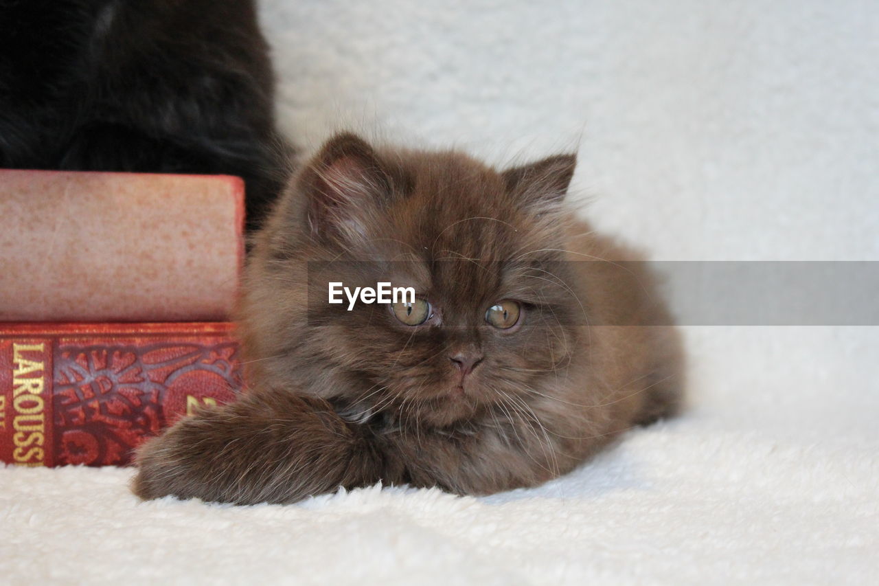 British longhair cat sitting by books at home