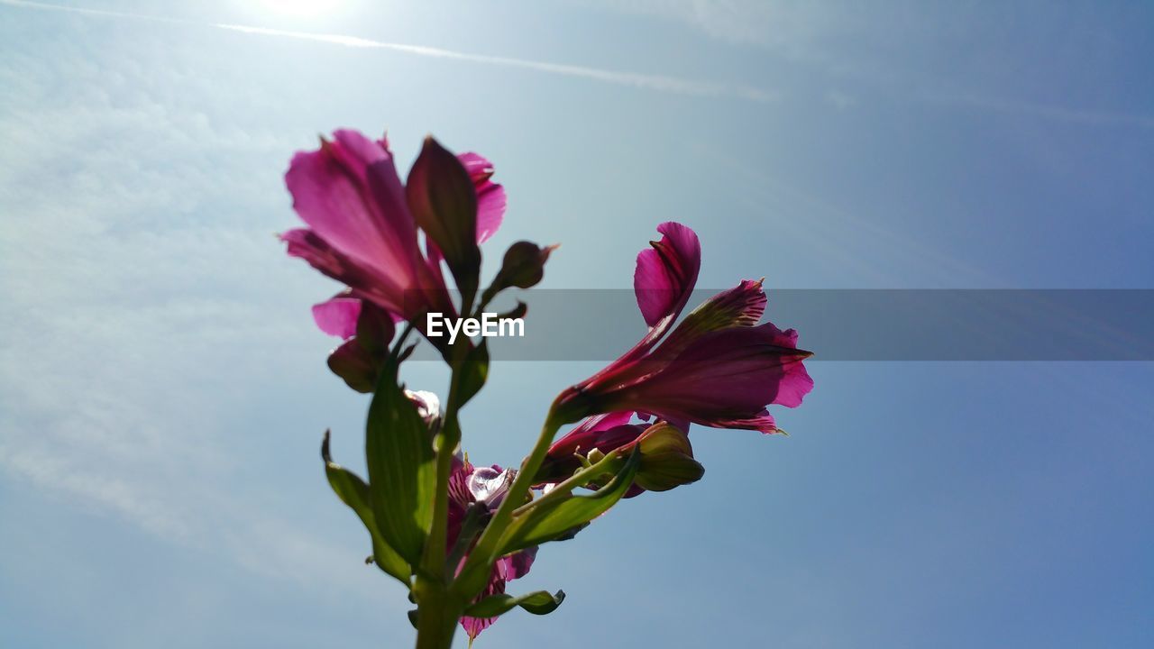 LOW ANGLE VIEW OF PINK FLOWERS BLOOMING AGAINST SKY