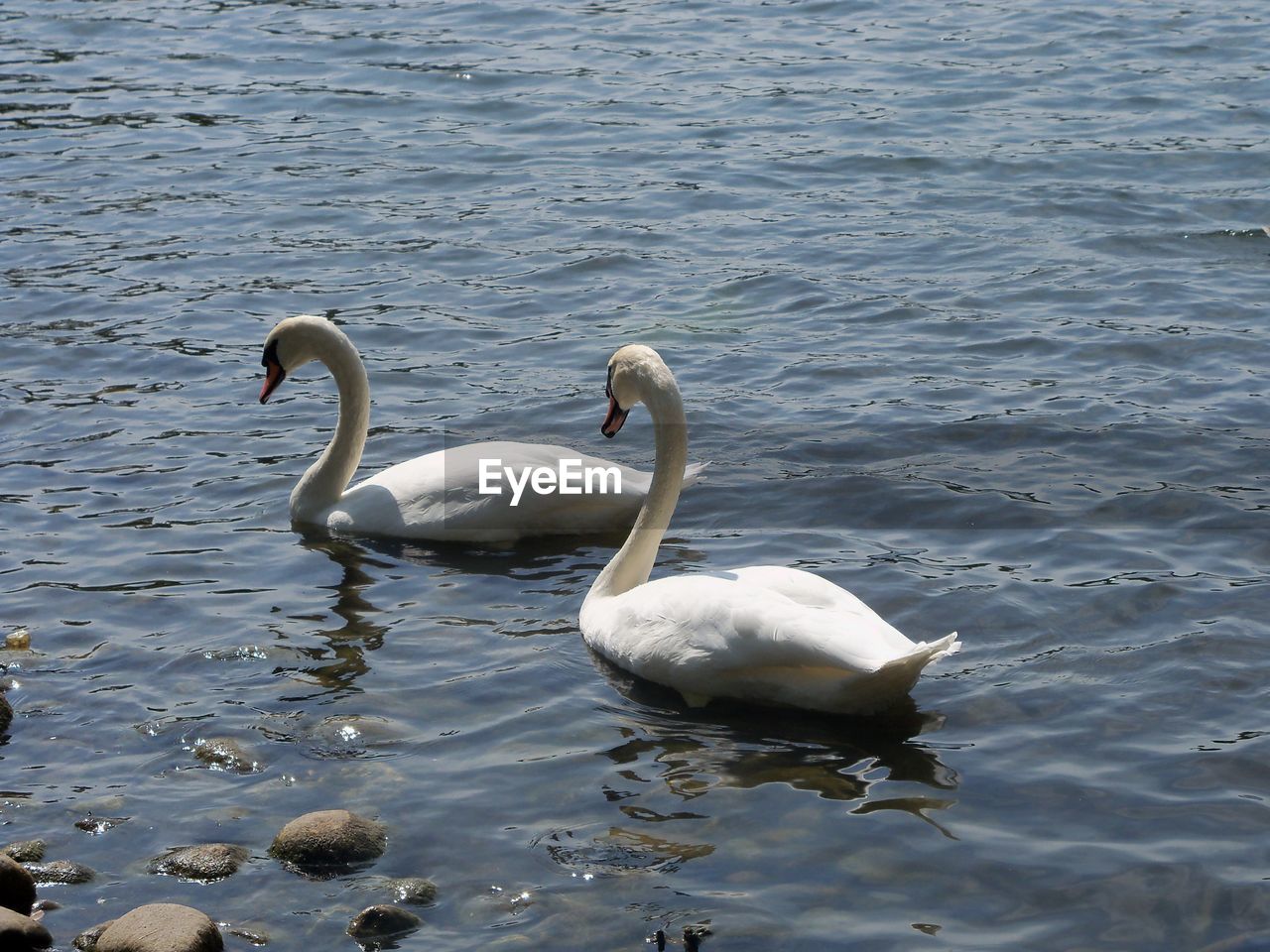 CLOSE-UP OF SWAN IN LAKE